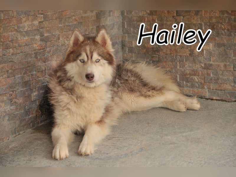 Darf Hailey nun dem trubeligen Alltag entfliehen?