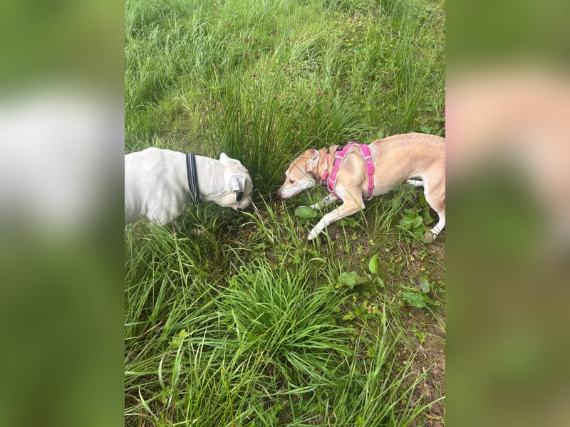 Husky -Bulldogge  Mix