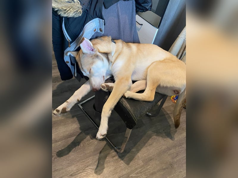 Husky -Bulldogge  Mix