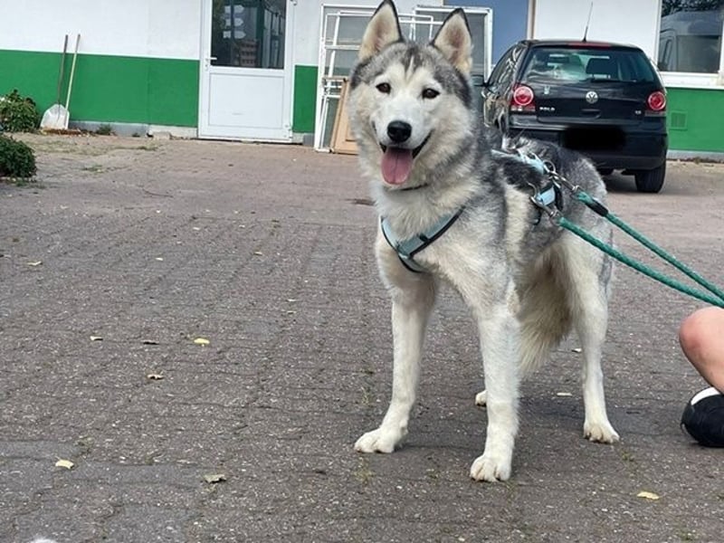 Reyla, Husky, geb. 2022, Husky Fans gesucht