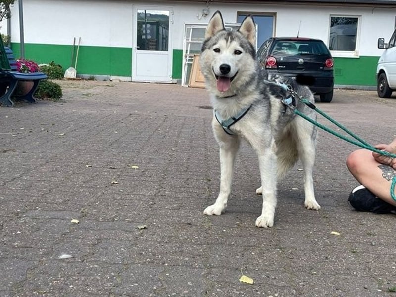 Reyla, Husky, geb. 2022, Husky Fans gesucht