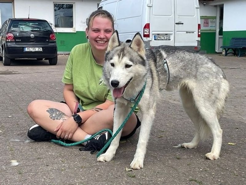 Reyla, Husky, geb. 2022, Husky Fans gesucht