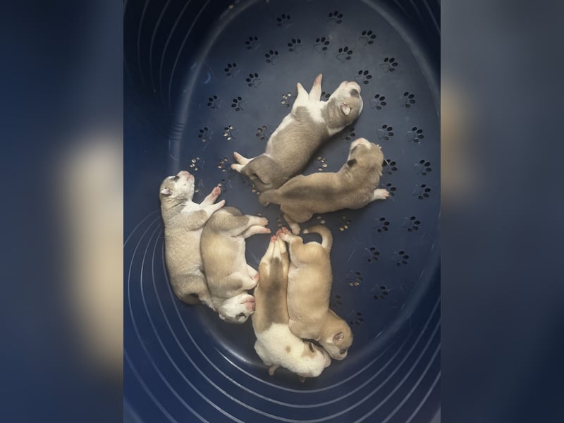 Cuccioli di Siberian Husky di qualità con pedigree ENCI/FCI