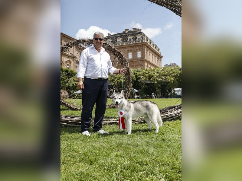 Cuccioli di Siberian Husky di qualità con pedigree ENCI/FCI