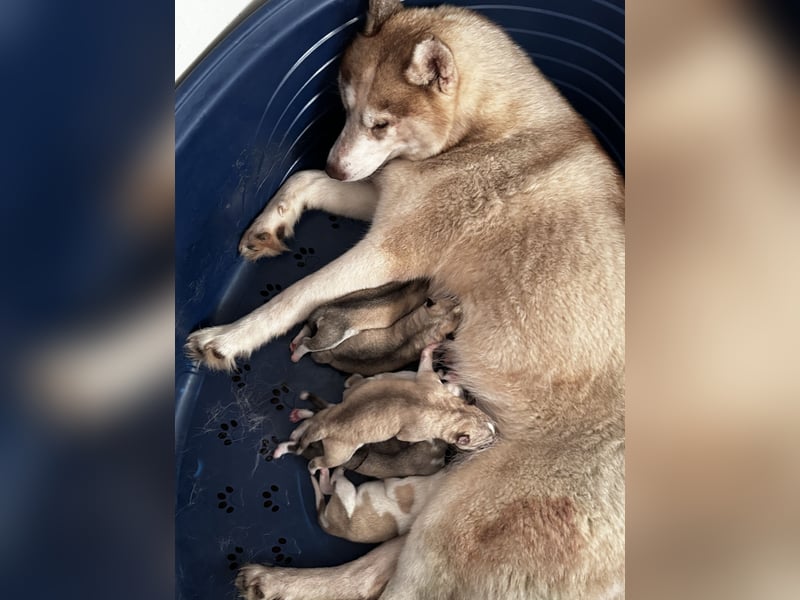 Cuccioli di Siberian Husky di qualità con pedigree ENCI/FCI