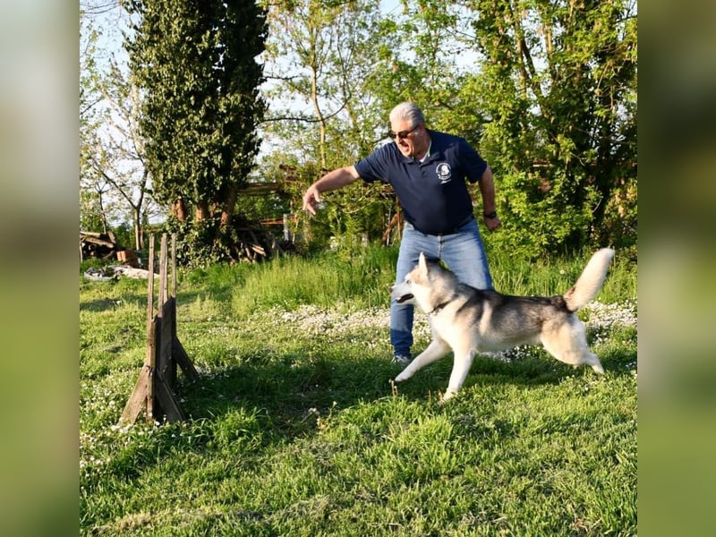 Cuccioli di Siberian Husky di qualità con pedigree ENCI/FCI