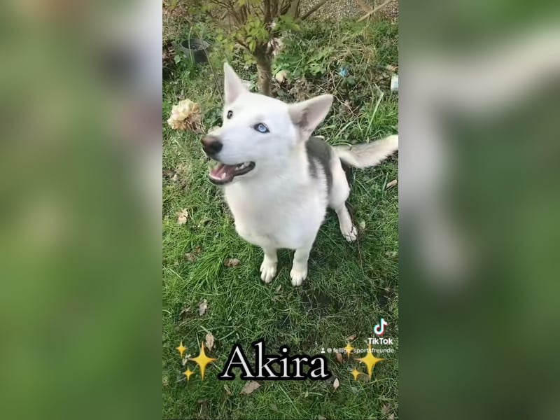 Schäferhund Siberian Husky mix Mischling Wurf Junghund Hündin Rüde