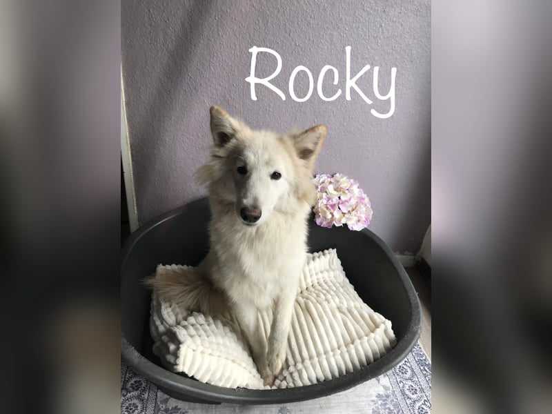 Schäferhund Siberian Husky mix Mischling Wurf Junghund Hündin Rüde