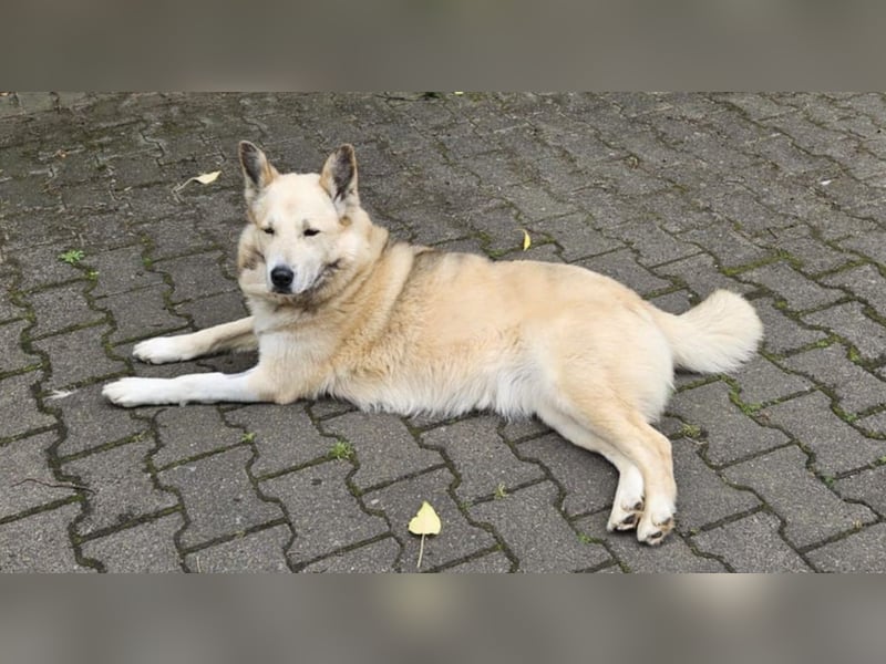 Pippa *auf Pflegestelle in 33615 Bielefeld*