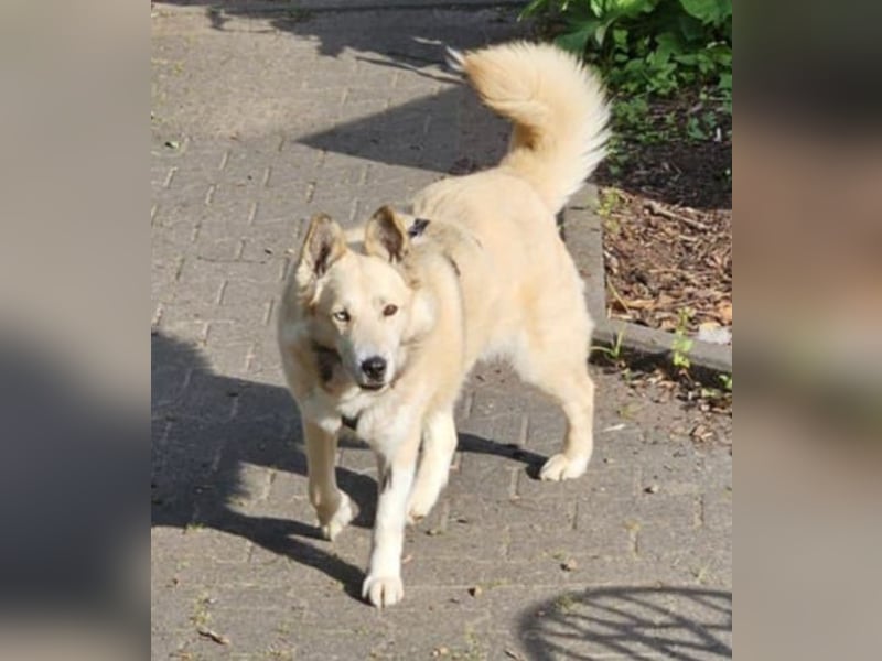 Pippa *auf Pflegestelle in 33615 Bielefeld*