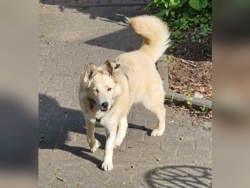 Pippa *auf Pflegestelle in 33615 Bielefeld*