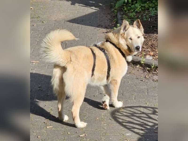Pippa *auf Pflegestelle in 33615 Bielefeld*