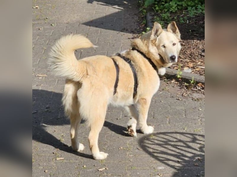 Pippa *auf Pflegestelle in 33615 Bielefeld*