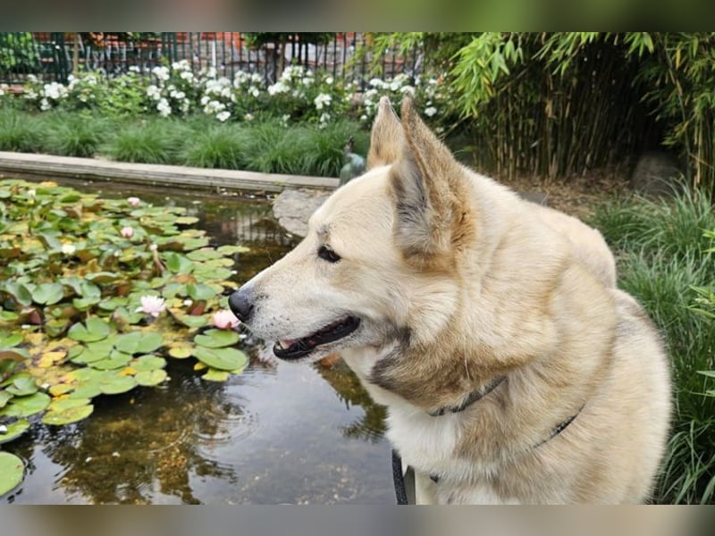 Pippa *auf Pflegestelle in 33615 Bielefeld*