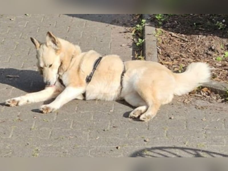 Pippa *auf Pflegestelle in 33615 Bielefeld*