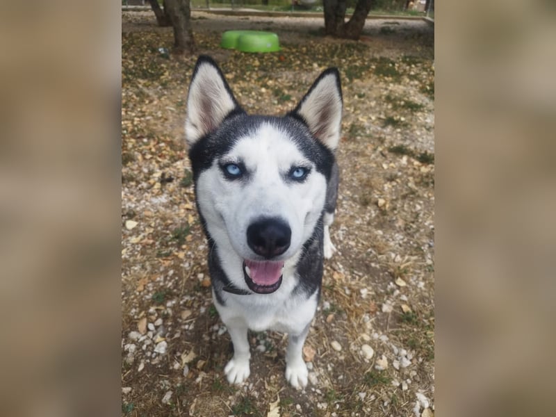Luna, vermutlich ein reinrassiger Husky, sucht Kenner ihrer Rasse !