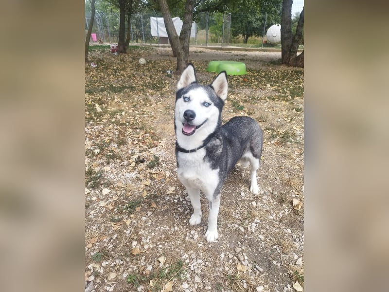 Luna, vermutlich ein reinrassiger Husky, sucht Kenner ihrer Rasse !