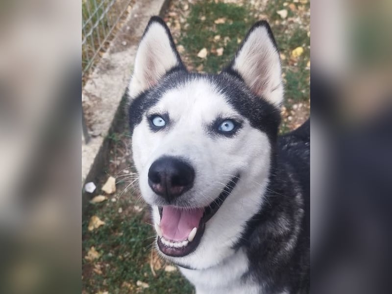 Luna, vermutlich ein reinrassiger Husky, sucht Kenner ihrer Rasse !