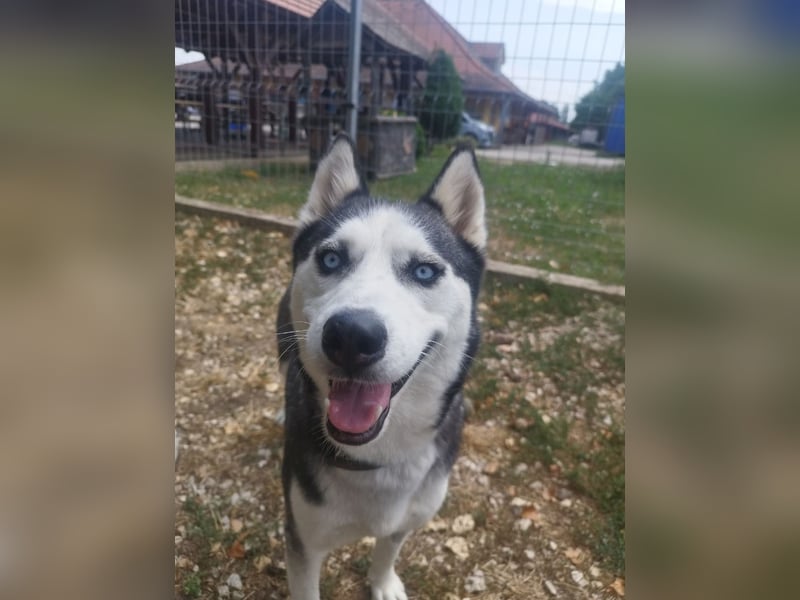 Luna, vermutlich ein reinrassiger Husky, sucht Kenner ihrer Rasse !