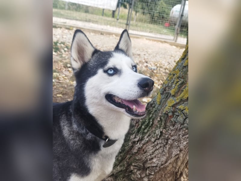 Luna, vermutlich ein reinrassiger Husky, sucht Kenner ihrer Rasse !