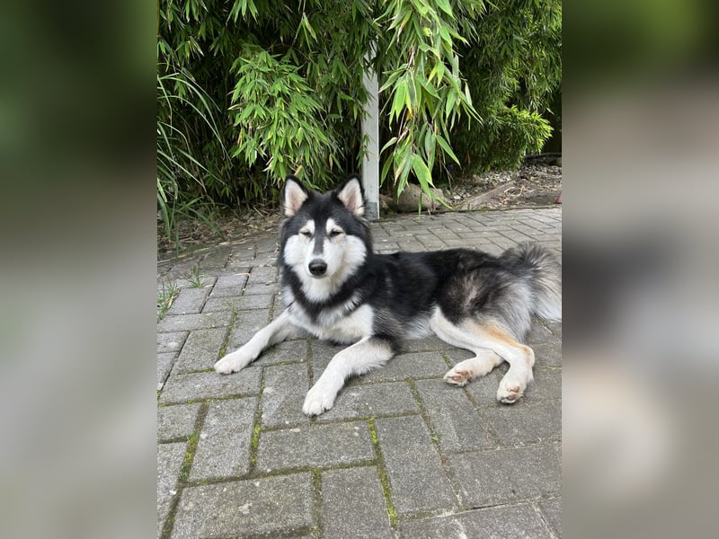 Siberian Husky Hündin 18 Monate alt