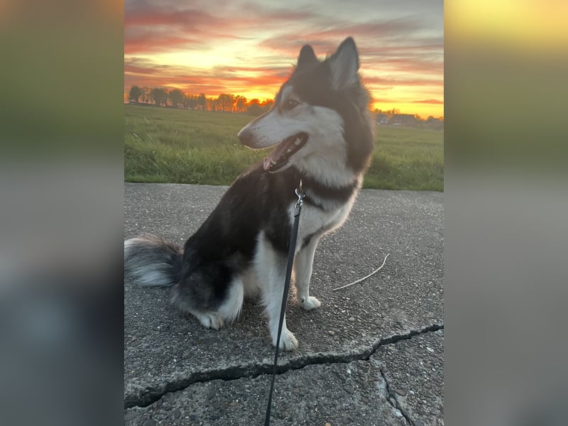 Siberian Husky Hündin 18 Monate alt