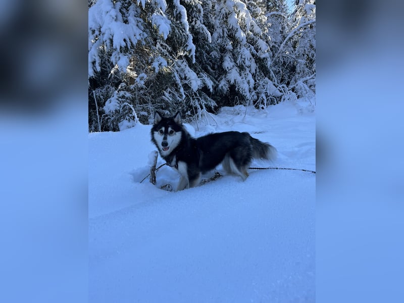 Siberian Husky Hündin 18 Monate alt