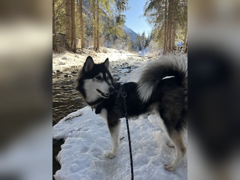 Siberian Husky Hündin 18 Monate alt