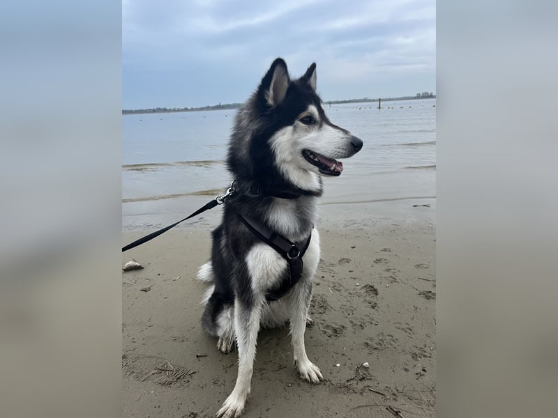 Siberian Husky Hündin 18 Monate alt