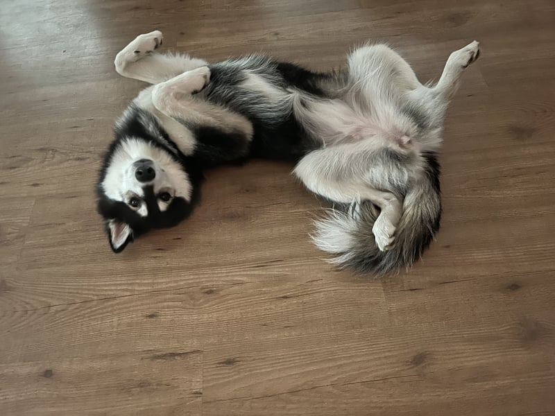 Siberian Husky Hündin 18 Monate alt