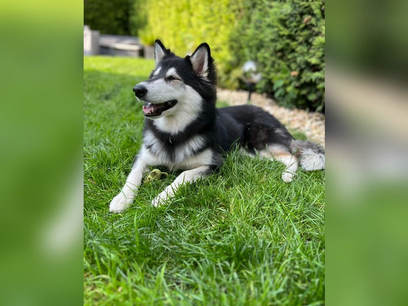 Siberian Husky Hündin 18 Monate alt