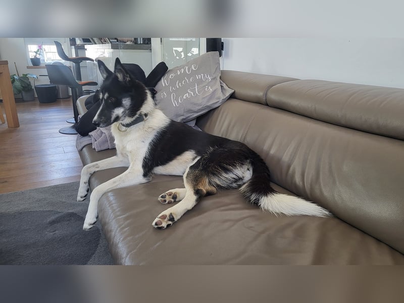 Sibirische Husky Hündin SHC/FCI Papiere