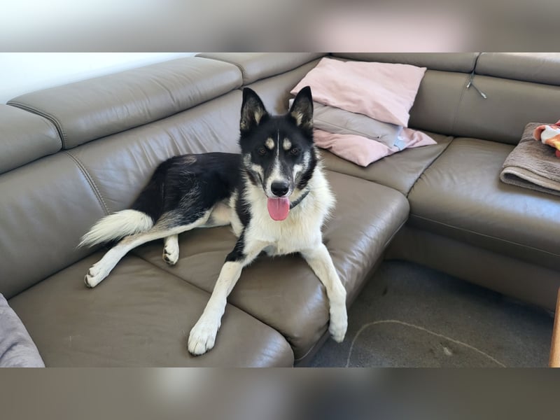 Sibirische Husky Hündin SHC/FCI Papiere