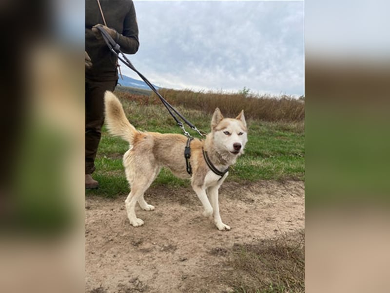 Skye - offenes, neugieriges & verkuscheltes Huskymädchen