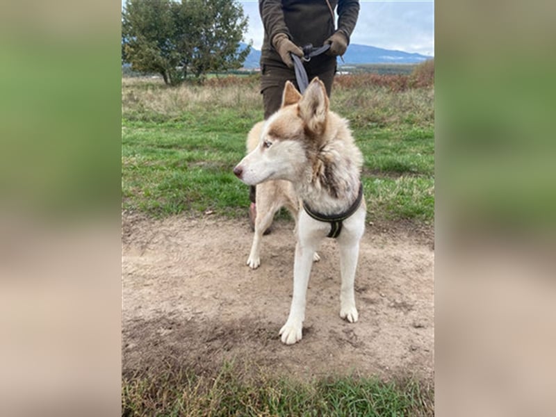 Skye - offenes, neugieriges & verkuscheltes Huskymädchen