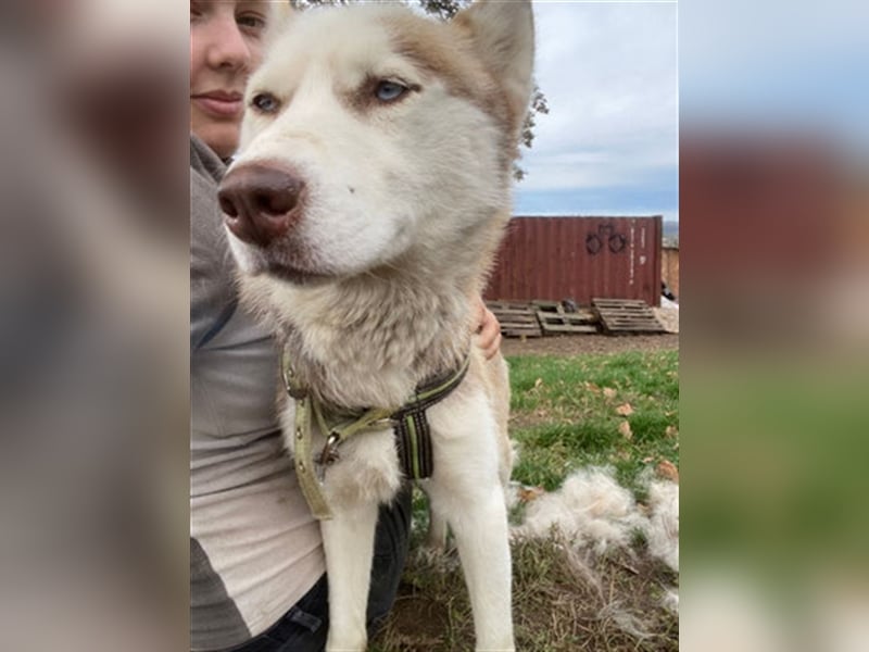 Skye - offenes, neugieriges & verkuscheltes Huskymädchen