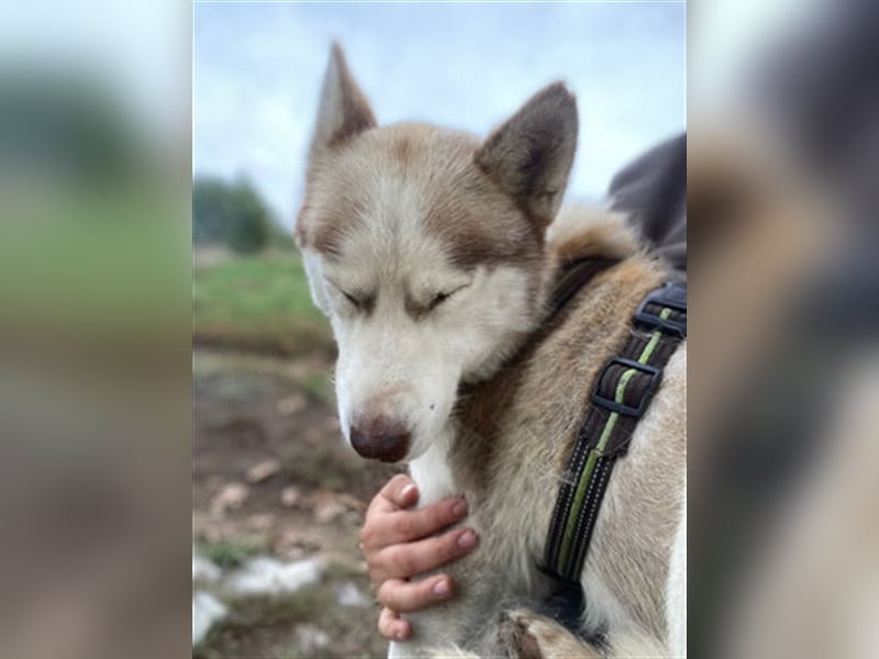 Skye - offenes, neugieriges & verkuscheltes Huskymädchen