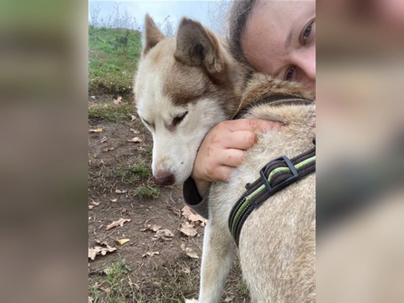 Skye - offenes, neugieriges & verkuscheltes Huskymädchen