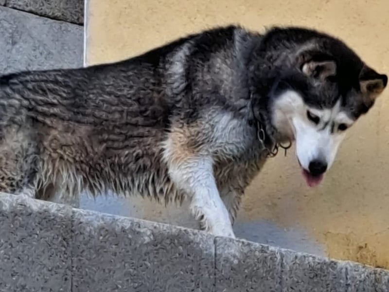 Husky-Dame Maya H. möchte in den kühleren Norden umziehen und eine neue Familie finden
