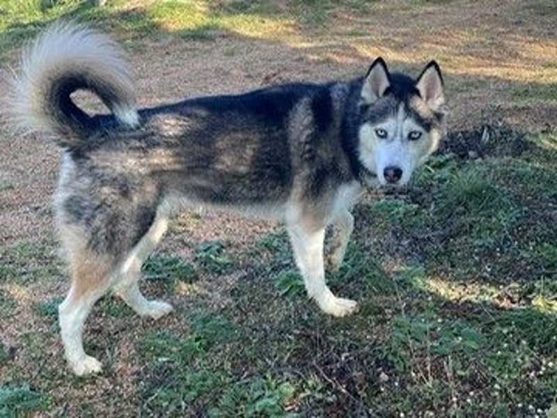 Husky-Dame Maya H. möchte in den kühleren Norden umziehen und eine neue Familie finden