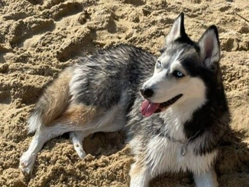 Husky-Dame Maya H. möchte in den kühleren Norden umziehen und eine neue Familie finden