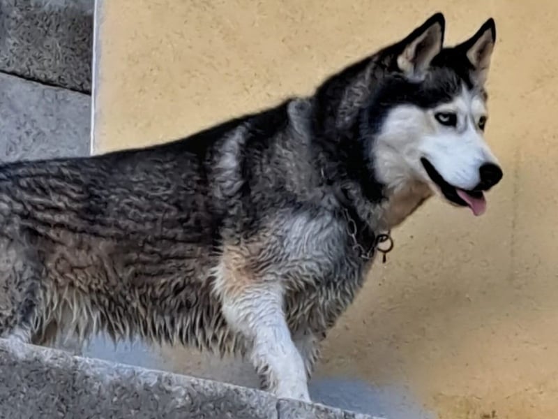 Husky-Dame Maya H. möchte in den kühleren Norden umziehen und eine neue Familie finden