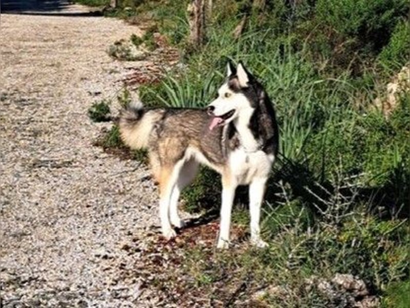 Husky-Dame Maya H. möchte in den kühleren Norden umziehen und eine neue Familie finden