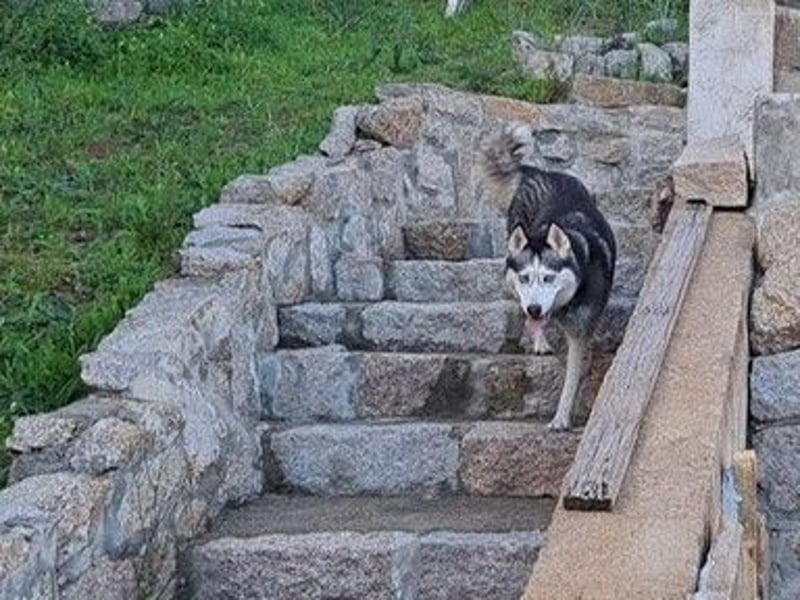 Husky-Dame Maya H. möchte in den kühleren Norden umziehen und eine neue Familie finden