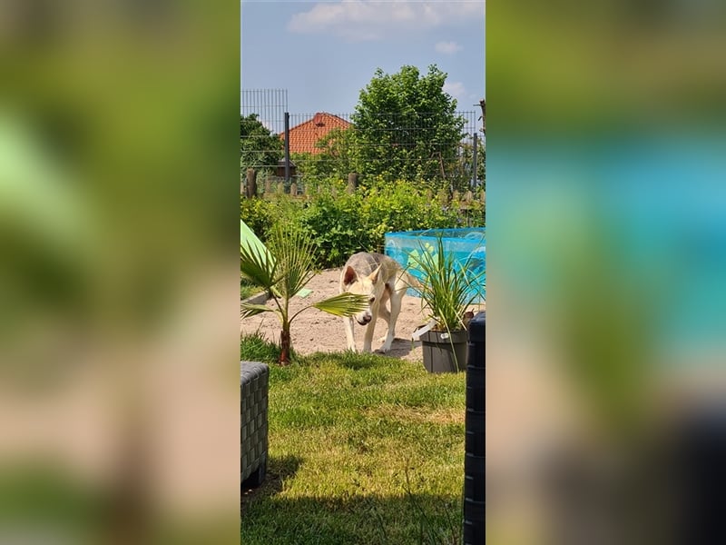 Hübsche aktive Hündin sucht nervenstarkes Zuhause