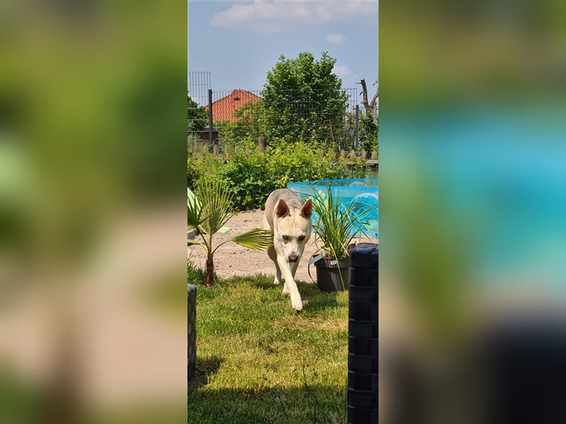 Hübsche aktive Hündin sucht nervenstarkes Zuhause