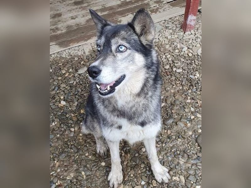 Huskymix Aria