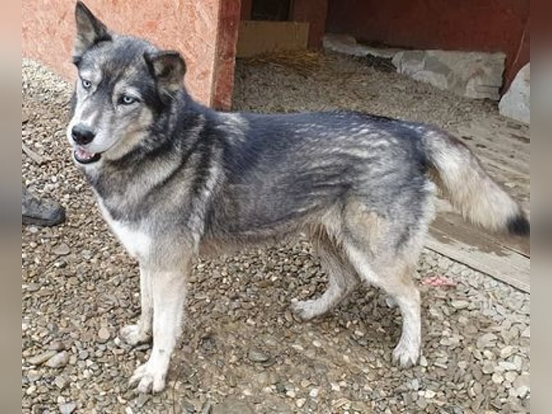 Huskymix Aria