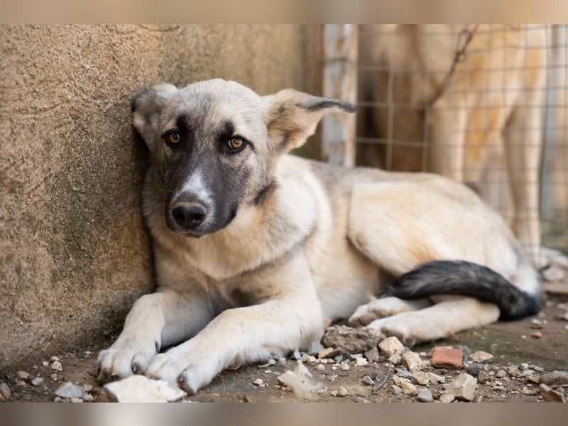 Pebbles - Husky mix