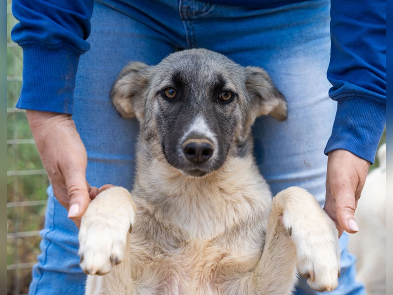 Pebbles - Husky mix